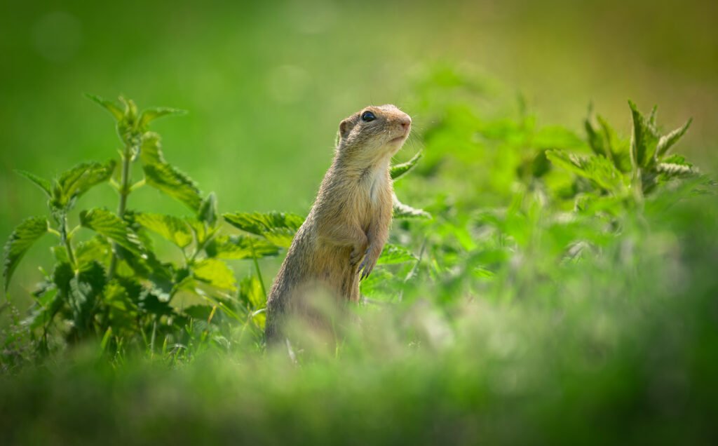 Ground squirell standing in the grass and looking out