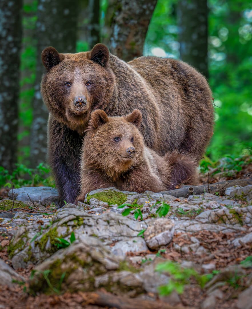 Mama bear protecting her cub