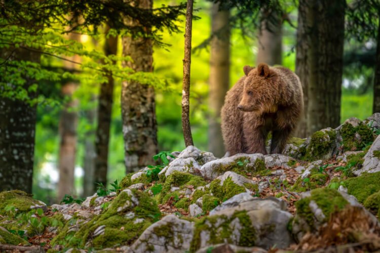 Young brown bear in natural habitat surrounded by forest shoot during a wildlife photography tour